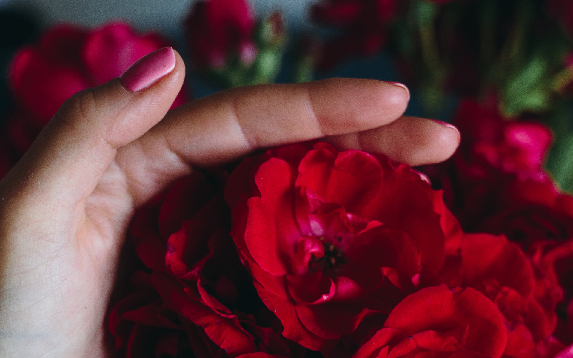 Grief and Red Roses