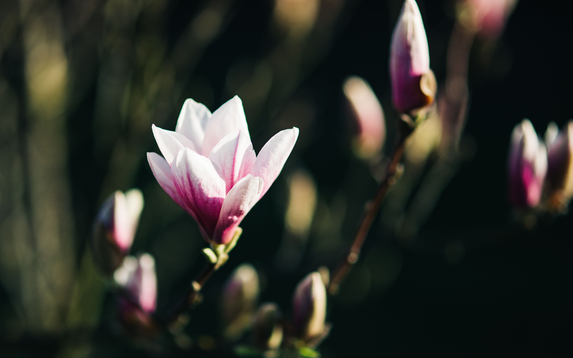 Spring Support for Grief: A Gentle Message for the Season
