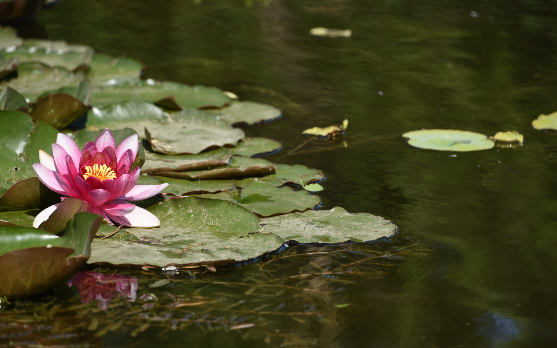 Finding Peace in Grief This Saturday