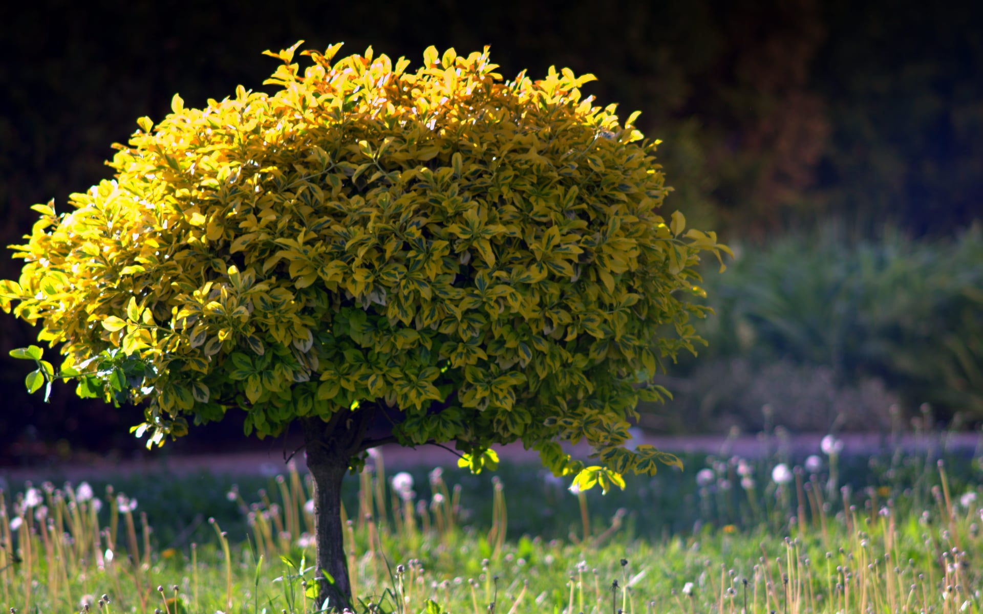 Finding Joy While Grieving