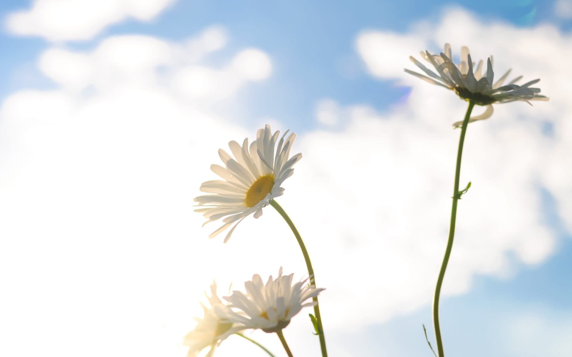 The Quiet Power of Gratitude and Forgiveness